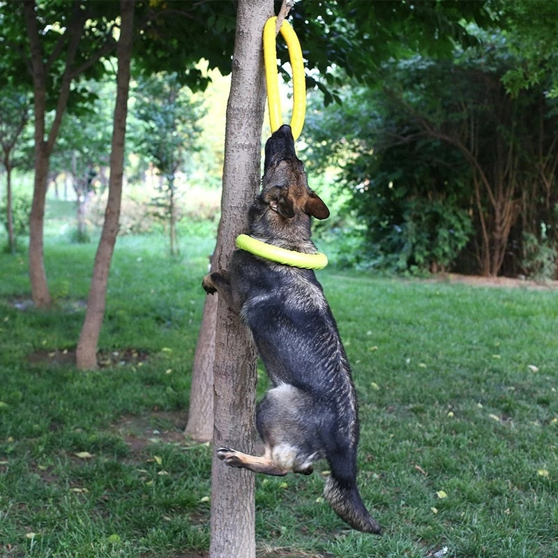 Interactive Training Ring